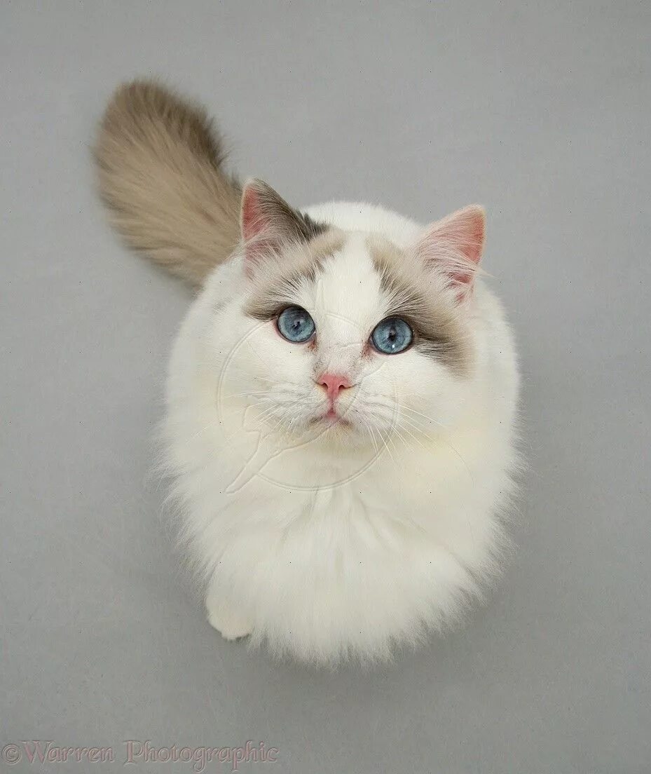 Порода тряпичная кукла фото Beautiful Ragdoll Cat Photography Ragdoll cat, Cat photography, Balinese cat