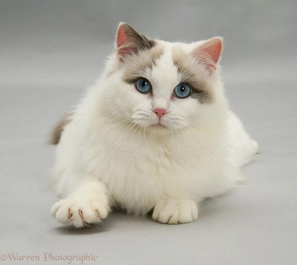 Порода тряпичная кукла фото Lilac bicolour Ragdoll cat photo Different types of cats, Ragdoll cat, Types of 