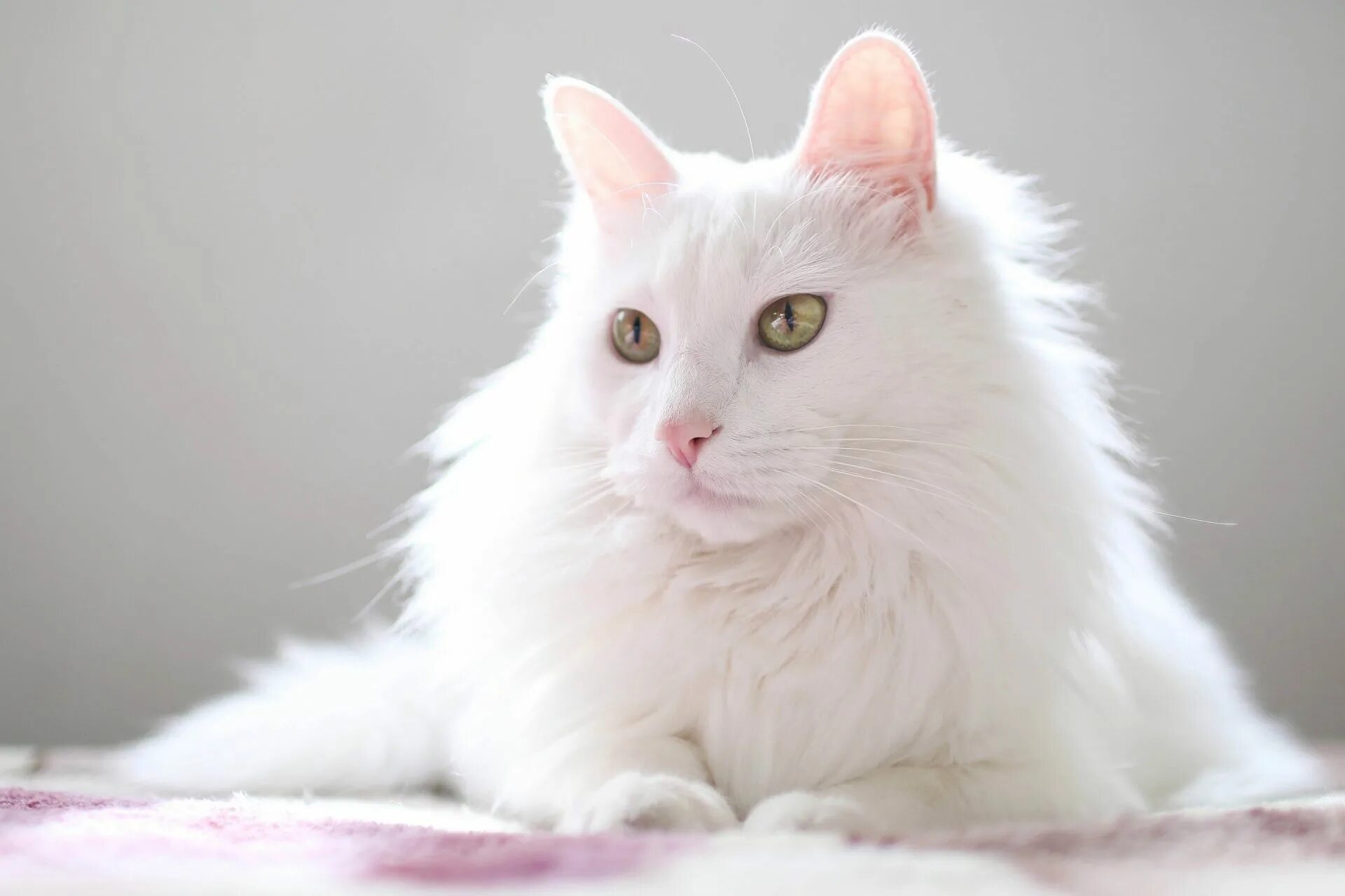 Порода турецкая ангора фото Türkisch Angora - Die elegante Langhaarkatze im Portrait