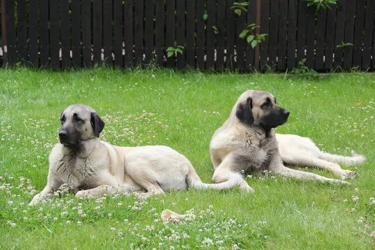 Порода турецких собак фото Turkish Kangal Изображения: просматривайте стоковые фотографии, векторные изобра