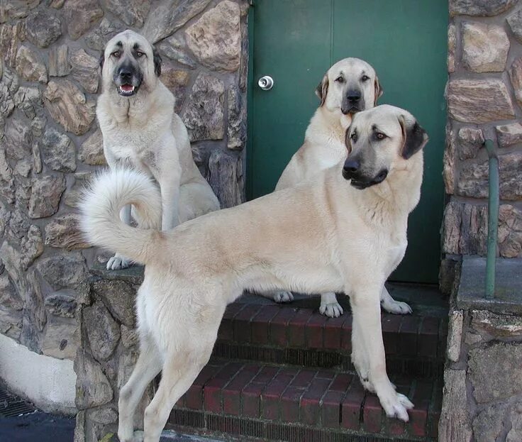 Порода турецких собак фото Pin oleh Alex di Х Anatolian Shepherd (Anatolian Karabash)