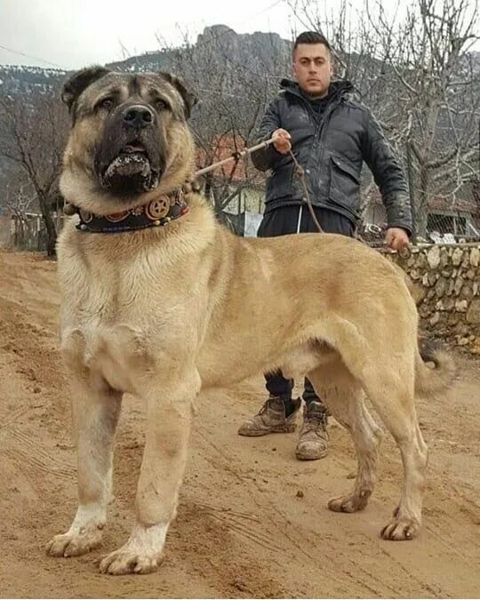 Порода турецких собак фото Pin by Dart NL x6yz on Dogs Kangal dog, Giant dogs, Dogs