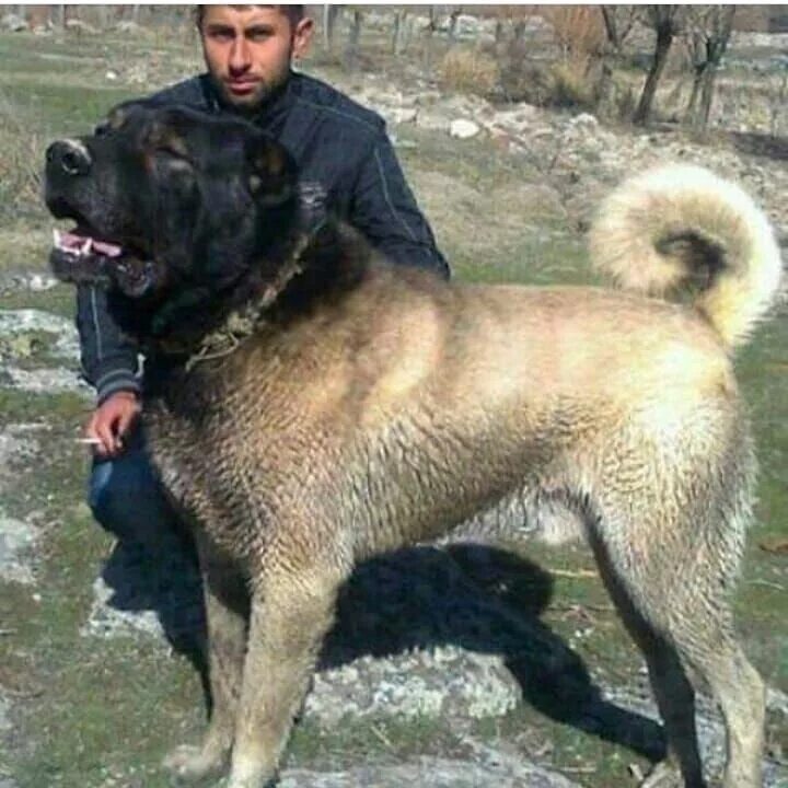 Порода турецких собак фото Efsanelerden . Kangal ❤ ❤ Huge dogs, Kangal dog, Dogs