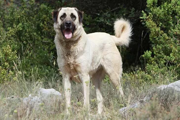 Порода турецких собак фото Dog Breeds - Types Of Dogs - American Kennel Club Anatolian shepherd dog, Big do