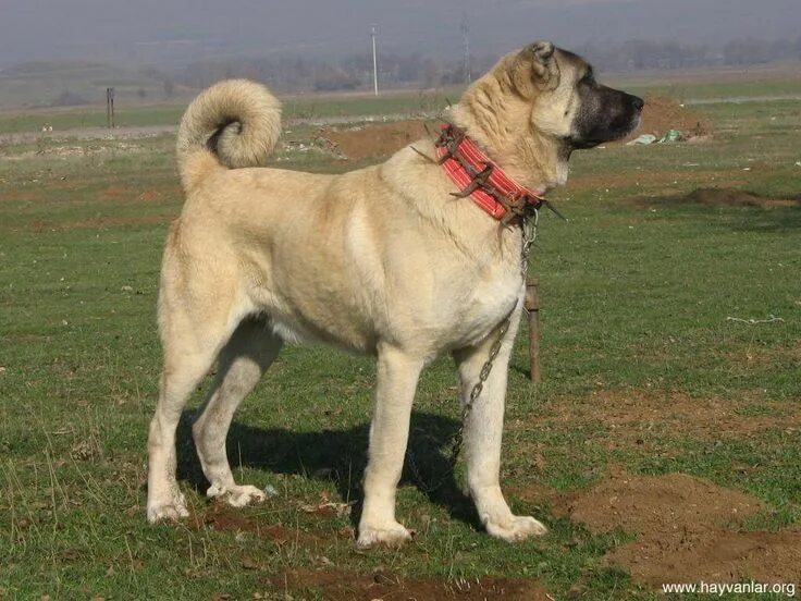 Порода турецких собак фото Pin em Kangal dog