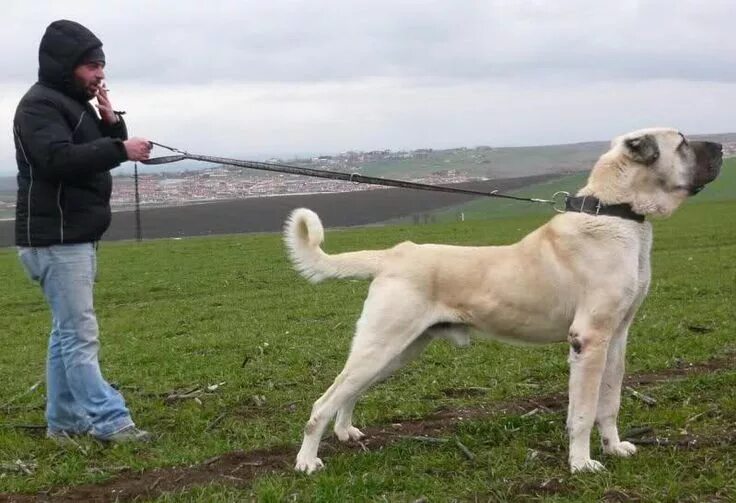 Порода турецких собак фото GOD's unbelievable miracle: Caucasian Ovcharka and Turkish Kangal Dog... - Page 