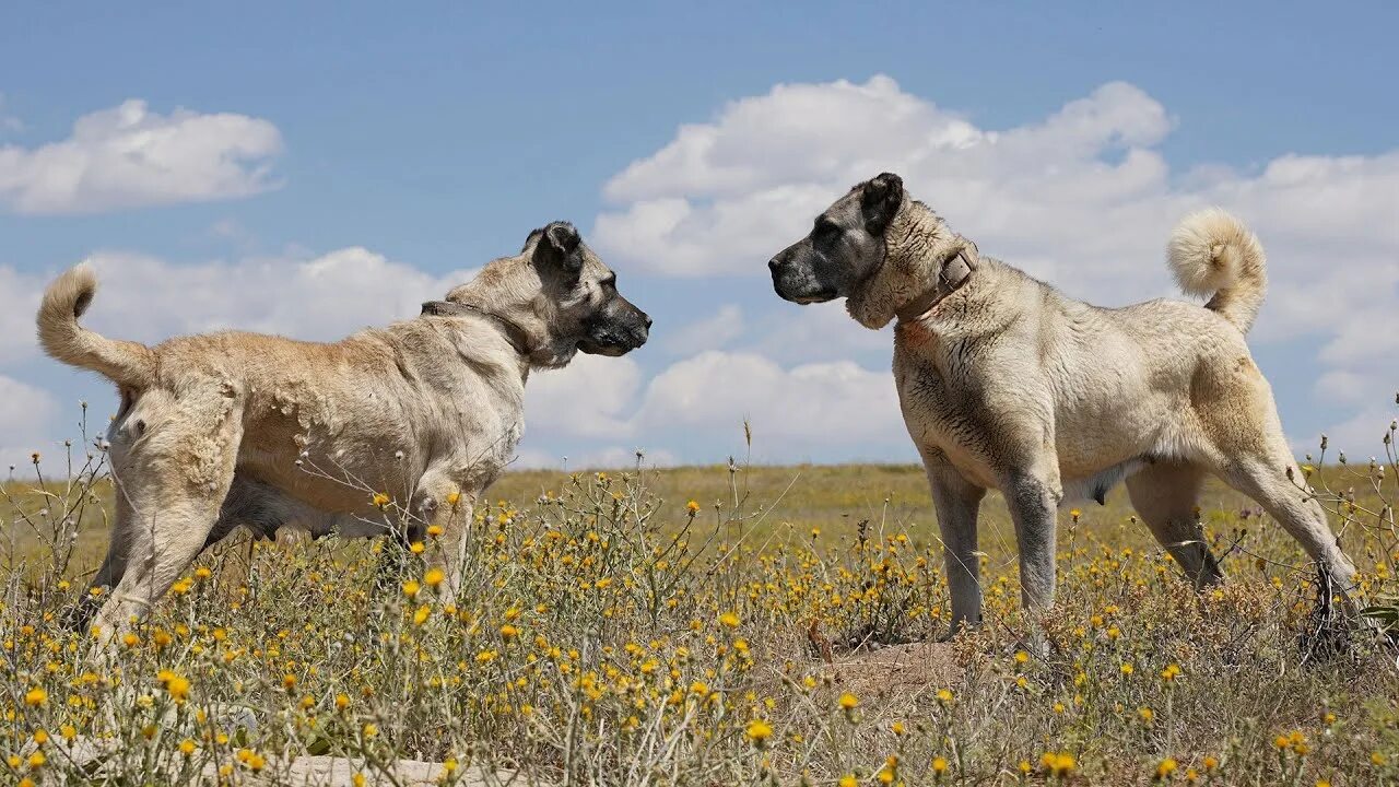 Порода турецких собак фото Bakan Varank: Kangal köpeklerini çip teknolojisi ile koruma altına alıyoruz - Yo