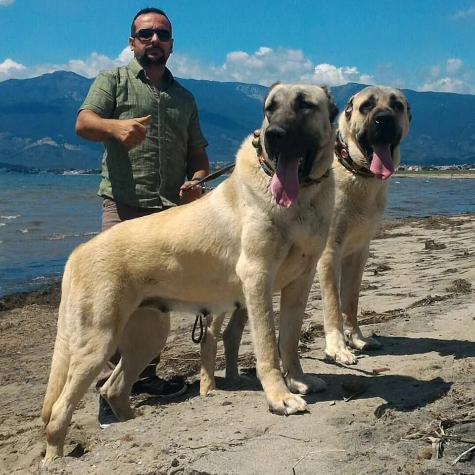 Порода турецкий кангал фото Pin by Mario Avendaño on Armando Leon Landaveri Kangal dog, Dog breeds, Best dog