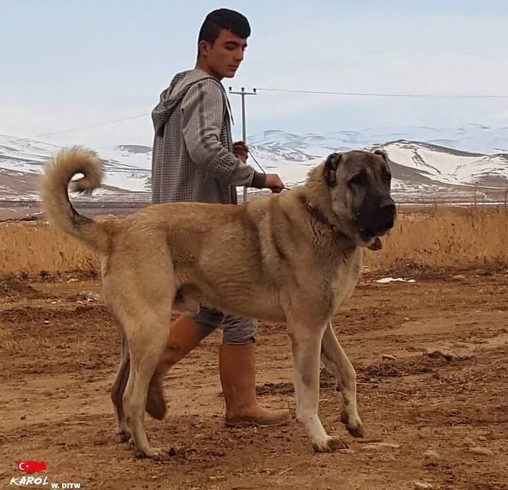 Порода турецкий кангал фото цена KAROL FROM TÜRKIYE Kangal dog, Big dogs, Anatolian shepherd dog