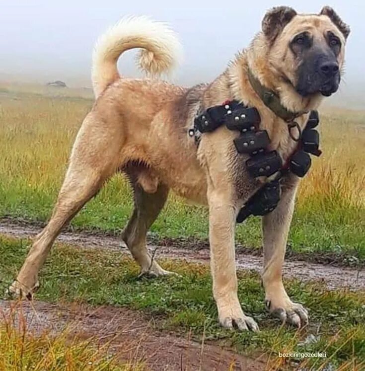 Порода турецкий кангал фото цена ป ก พ น โ ด ย HO ใ น Kangal köpeği