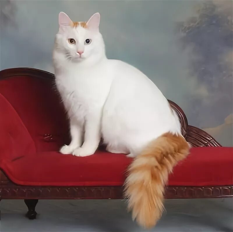 Порода турецкий ван фото Turkish Van cat -- they are very good swimmers! Turkish van cats, Angora cats, C