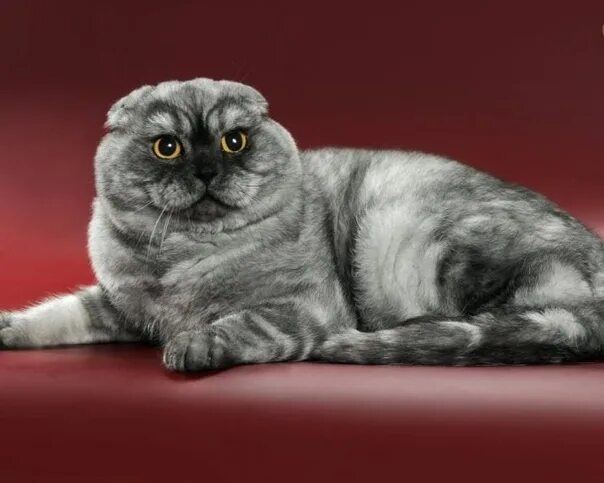 Порода вислоухих кошек фото с названиями Who lost such beauty? I don't know if it's a cat. Very timid. Very similar to th