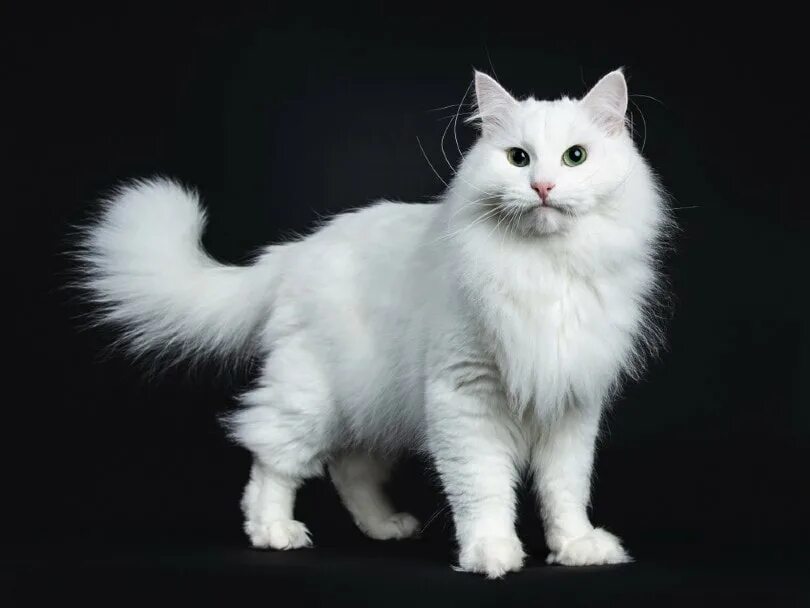 Порода восточно фото Whitepaw Warrior Cat Club Wiki Fandom