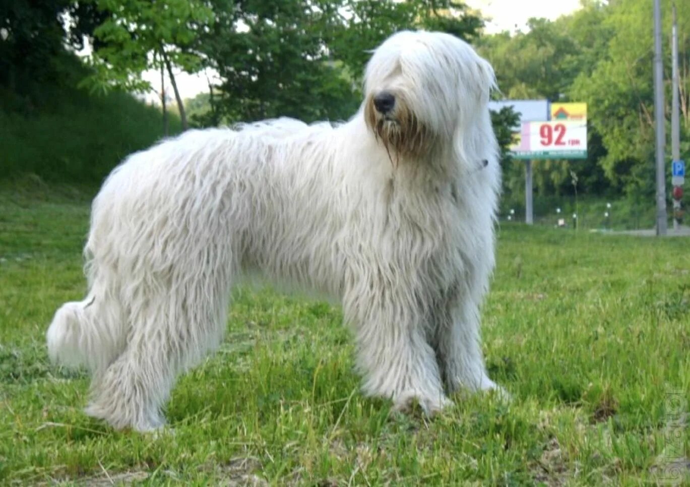 Порода южнорусская овчарка фото Pin on South Russian Sheepdog