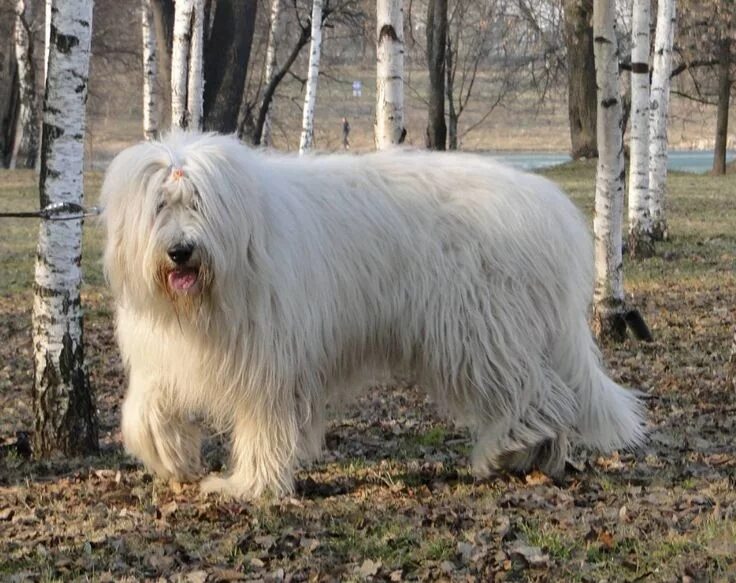 Порода южнорусская овчарка фото Pin by Alex Bazhan on Х South Russian Sheepdog Horses, Sheepdog, Animals