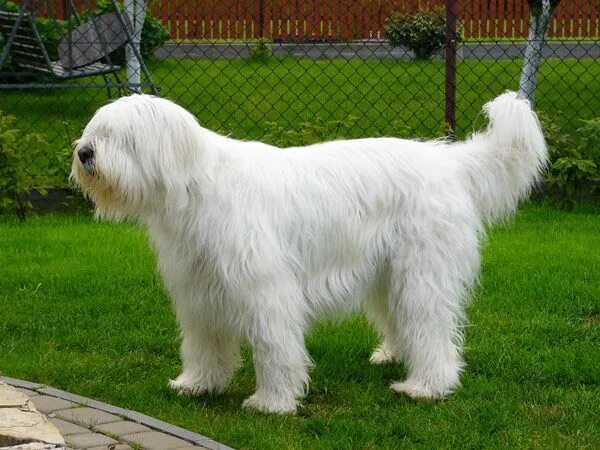 Порода южнорусская овчарка фото SOUTH RUSSIAN OVCHARKA White dog breeds, Unique dog breeds, Russian shepherd