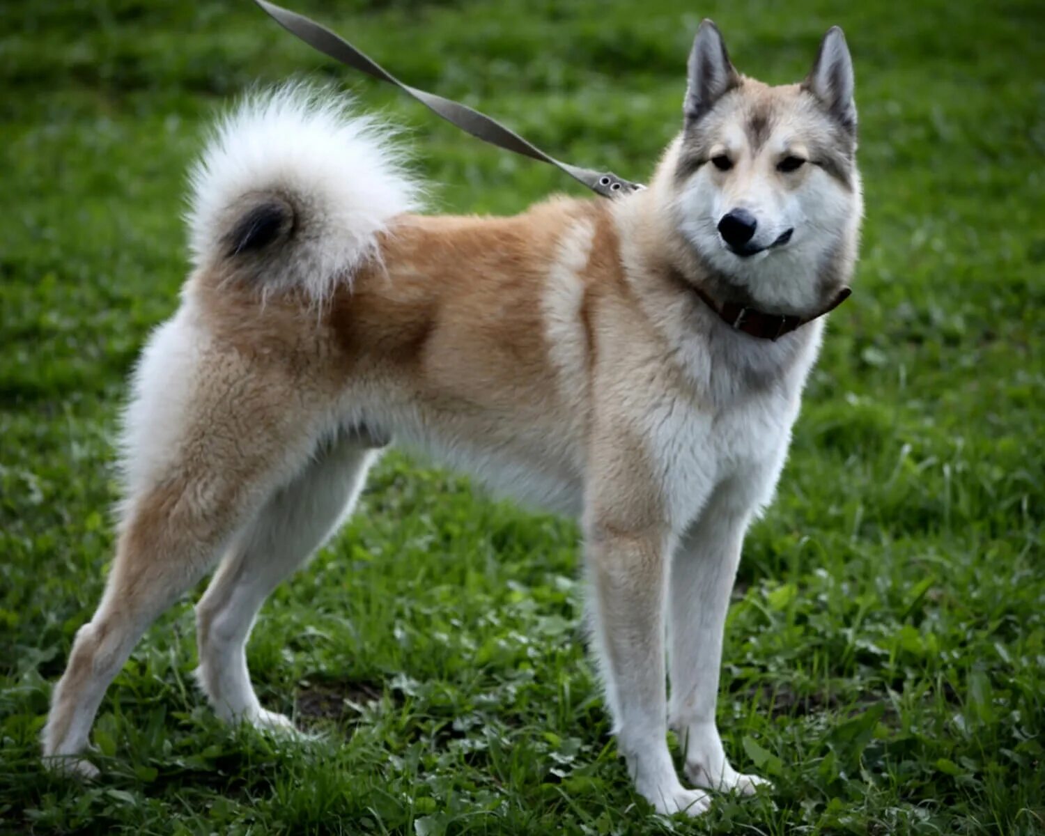 Порода западно сибирская лайка фото Западносибирская лайка (West Siberian Laika) - это очень активная и энергичная п