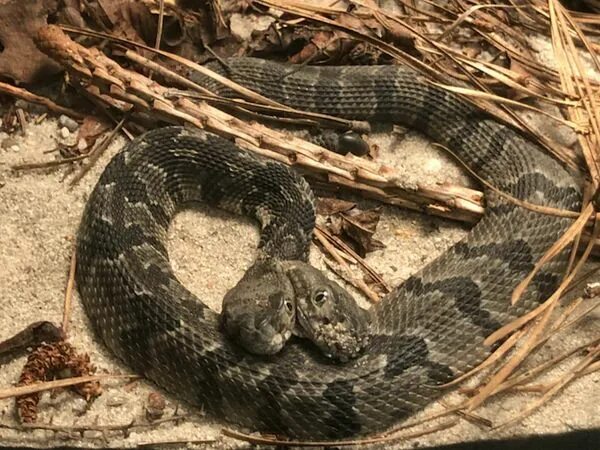 Порода змей фото Rare, two-headed rattlesnake found in N.J. Surviving in the wild, Pet snake, Rat