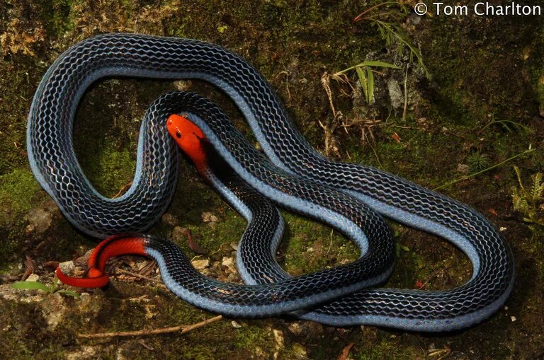 Порода змей с фото и названием CalPhotos: Calliophis bivirgata flaviceps; Malaysian Blue Coral Snake