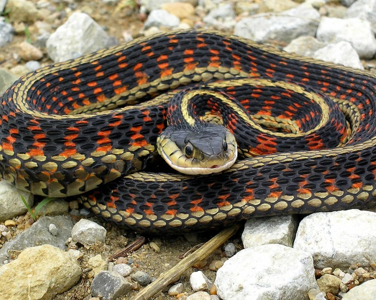 Calliophis bivirgata - Malayan Blue Coral Snake, Coral snake, Pet snake