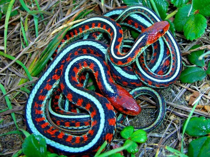 Порода змей с фото и названием Garter Snakes Garter snake, Beautiful snakes, Poisonous snakes