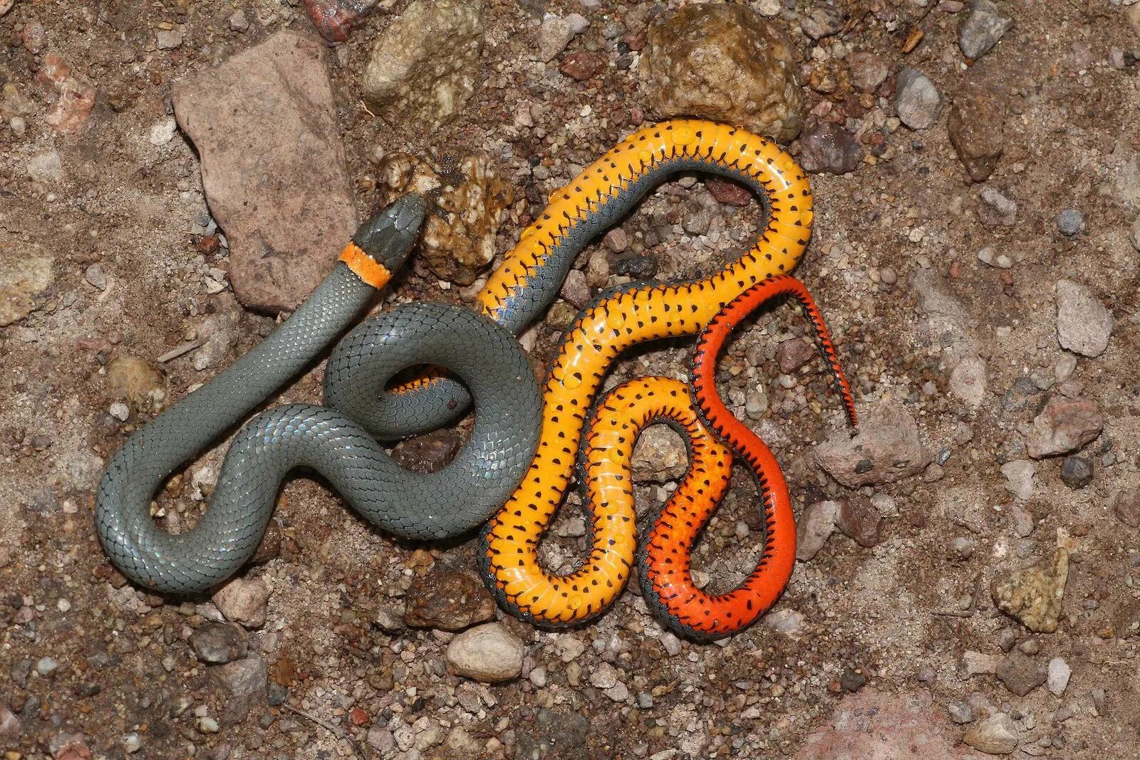 Порода змей с фото и названием Regal Ringneck Snake (Diadophis punctatus regalis); Sycamore Canyon, AZ