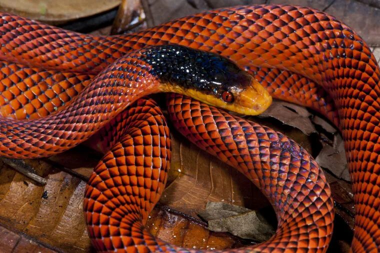 Порода змей с фото и названием Ecuador's Yasuni National Park