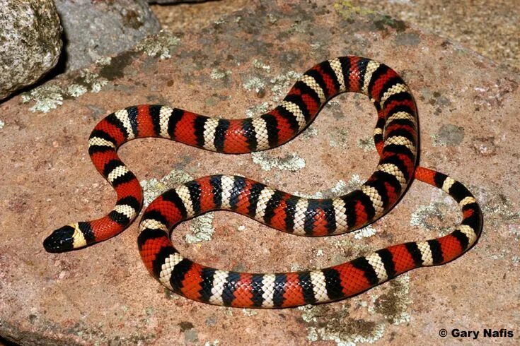 Порода змей с фото и названием California king snake, Pet snake, Red and black snake