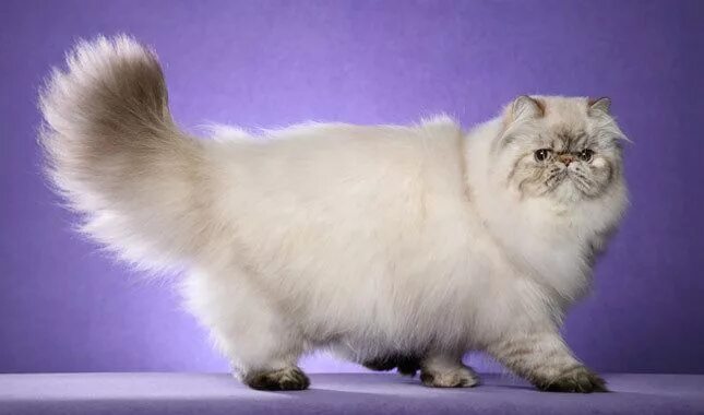 Породистые кошки фото Gato persa uma das raças mais pesquisadas na web! Beautiful cat breeds, Persian 