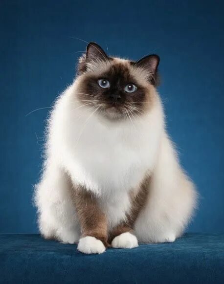 Породистые кошки фото Pin by Aten Kawinporp on แ ม ว Cats Birman cat, Cute cats, Beautiful cats