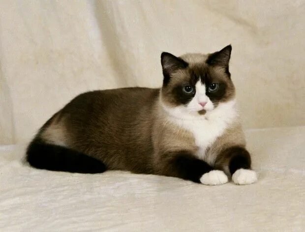 Породистые кошки фото Cat Breed of the Day: Snowshoe Snowshoe cat, Cat breeds, Beautiful cats