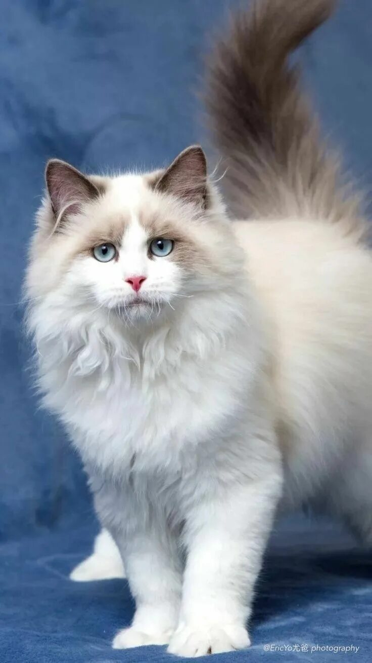 Породистые кошки фото Pin by Юлия Железнякова on КОТИКИ Cat breeds, Ragdoll cat, Beautiful cats