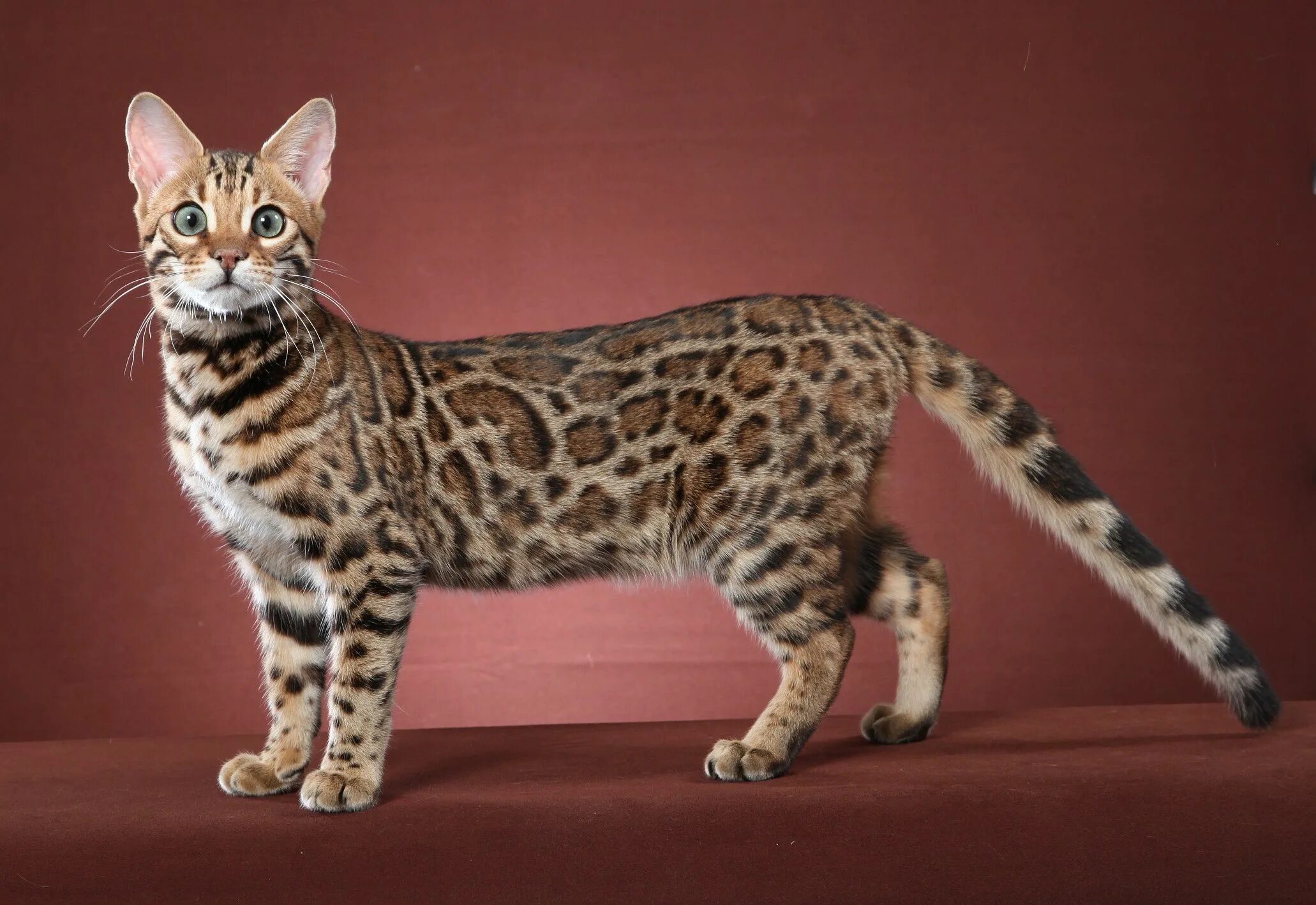 Породистые кошки фото и названия Bengal cat in 2023 Bengal kitten, Bengal cat kittens, Bengal cat