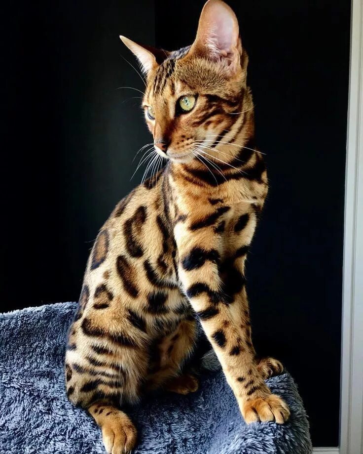 Породистые кошки фото цены 3,228 Likes, 449 Comments - Bengal Cats (@bengal_cats) on Instagram: "Colorful B