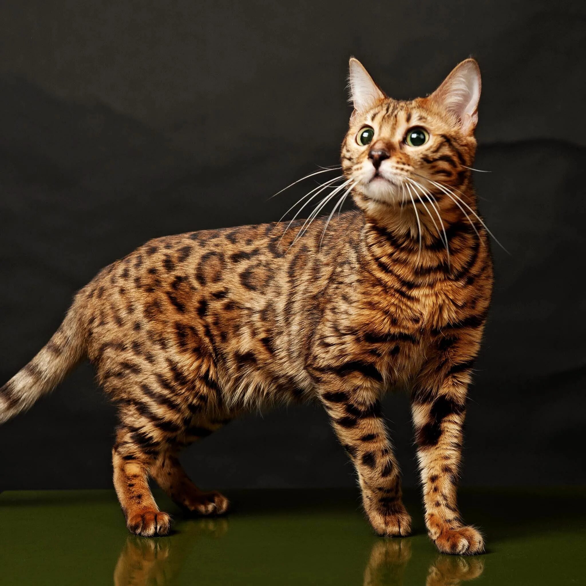 Породистые кошки фото цены Is this a Savannah cat? I'm not sure, but its beautiful! Bengal cat, Cat breeds,