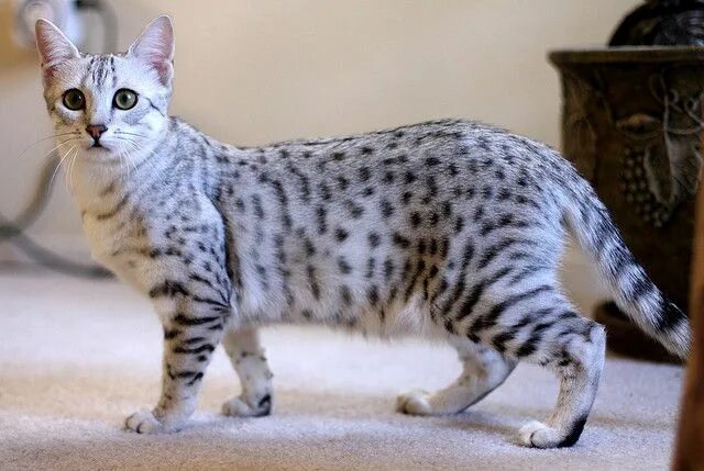 Породистые кошки фото цены Flavours of Cat Egyptian mau, Cat breeds, Egyptian cat breeds