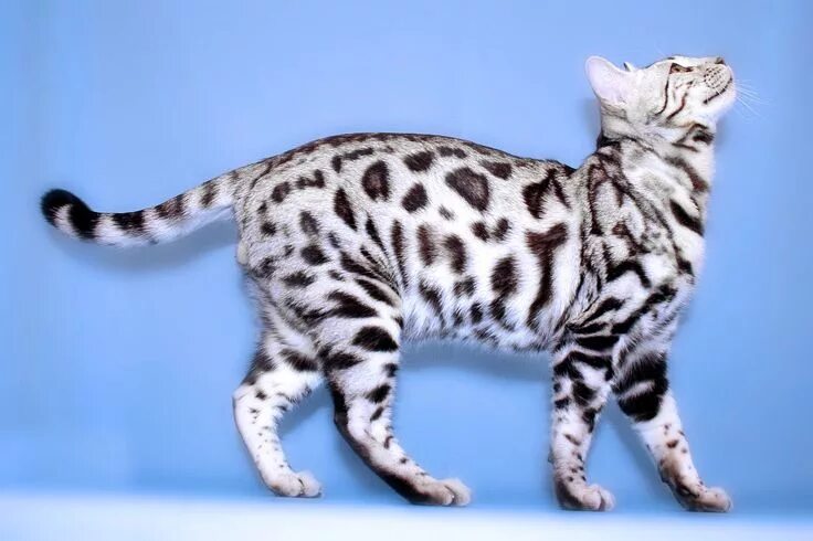 Породистые кошки породы фото silver bengal - Google Search White bengal cat, Rare cats, Cat breeds