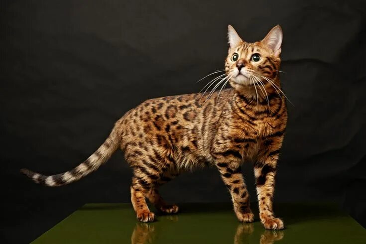 Породистые кошки породы фото Погладишь, руки оторву! Самые дорогие кошки мира Bengal cat, Cat breeds, Bengal 