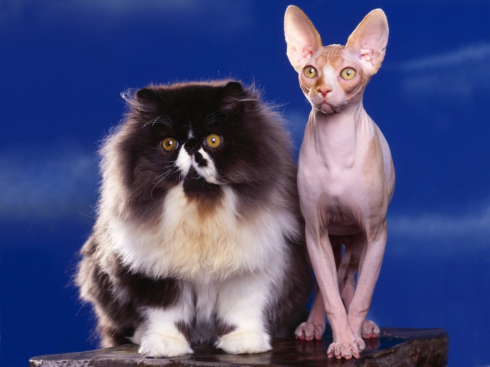 Породистые кошки породы фото Wallpaper : couple, whiskers, sphinx, kitten, fluffy, fauna, vertebrate, cat lik