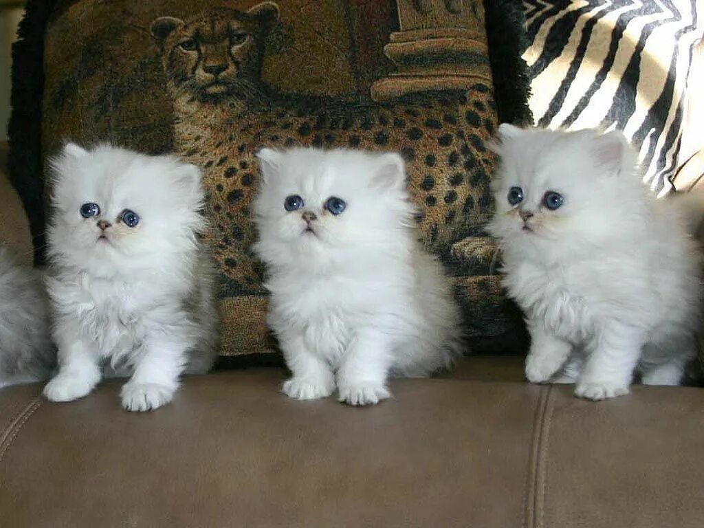 Породистые котята фото и названия пород Persian Cat Cute cats and dogs, Baby cats, Cute cats