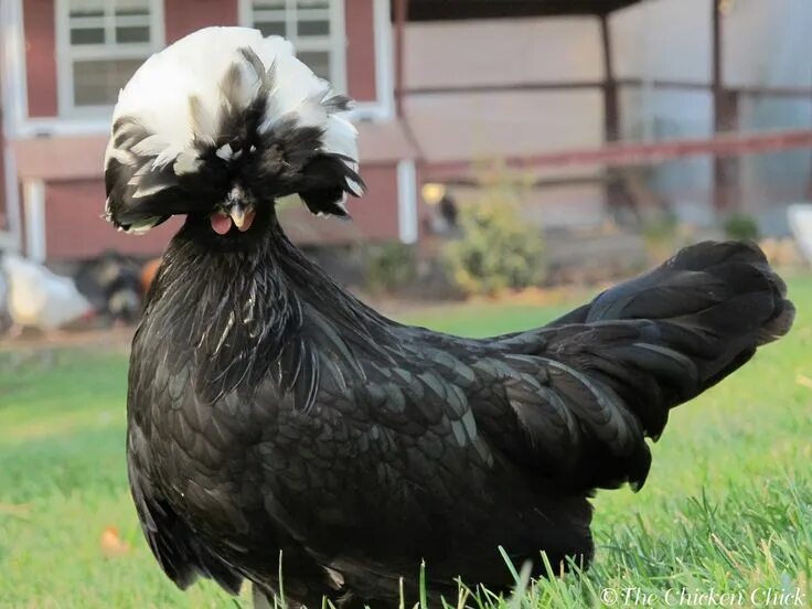 Породистые куры фото Tips for Selecting Chicken Breeds-The Breed I Need! Chicken breeds, Black chicke