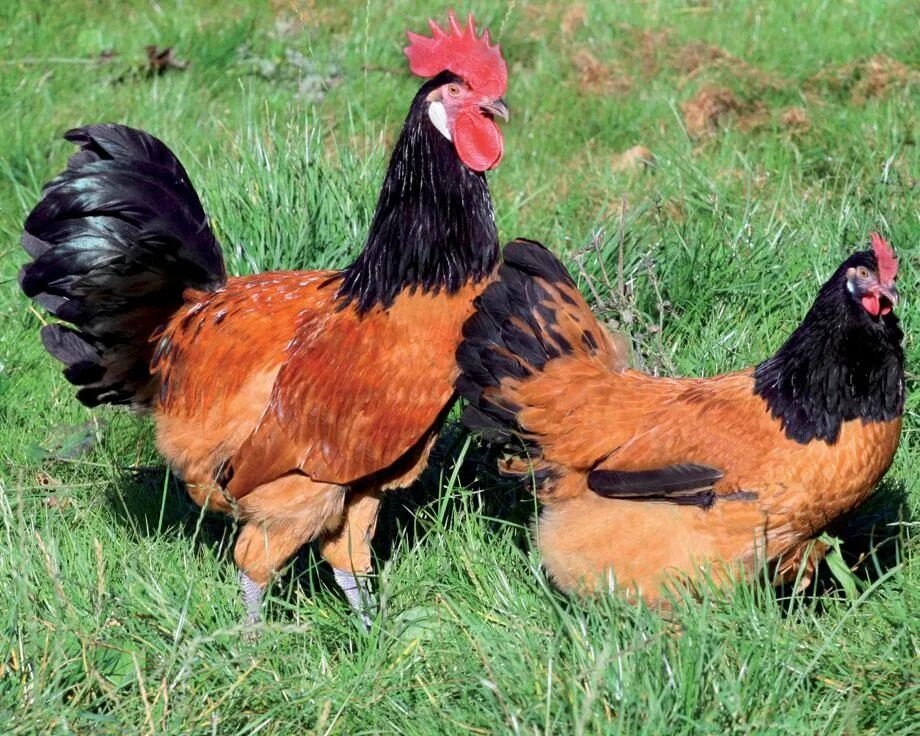 Silkies Masha Hadabonita on Instagram: "Girls talk..." Silkie chickens, Fancy ch