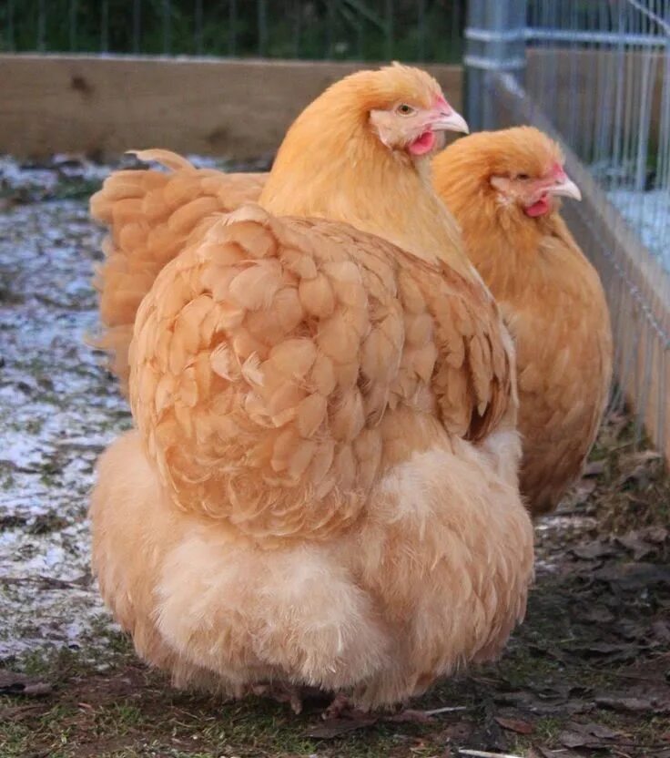 Породистые куры фото BlueRidgePetCenter: Buff Orpingtons Chicken Breed Information & Pictures Chicken