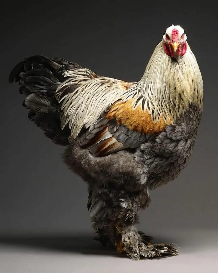 Породистые куры фото Portraits of "Most Beautiful Chickens on the Planet" Capture Their Underrated Be