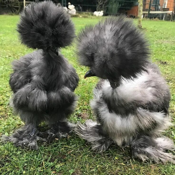 Породистые куры фото Silkies Masha Hadabonita on Instagram: "Girls talk..." Silkie chickens, Fancy ch