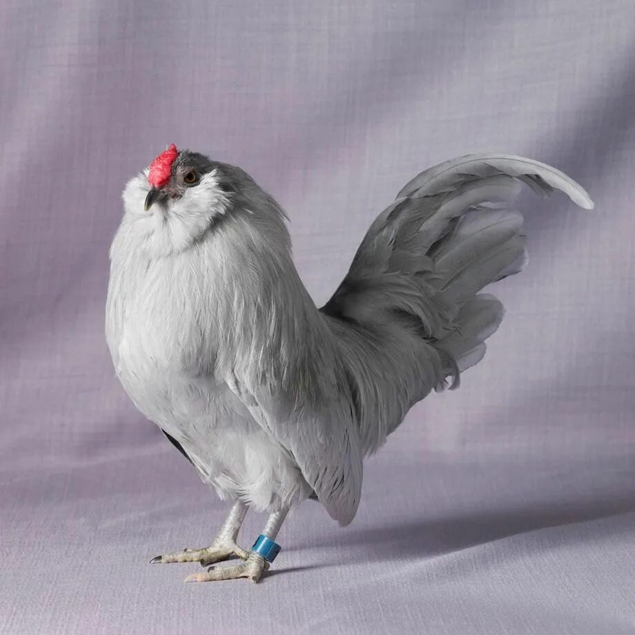 Породистые куры фото These Are the Most Magnificent Chickens You’ll Ever See Rare chicken breeds, Chi