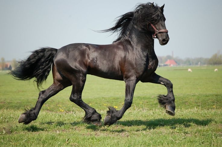 Породистые лошади фото horse / Friesian Monte Фризская лошадь, Красивые лошади, Черные лошади