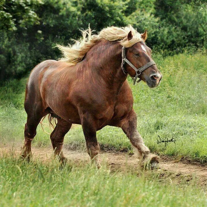 Породистые лошади фото Suffolk punch Horse breeds, Horses, Draft horses