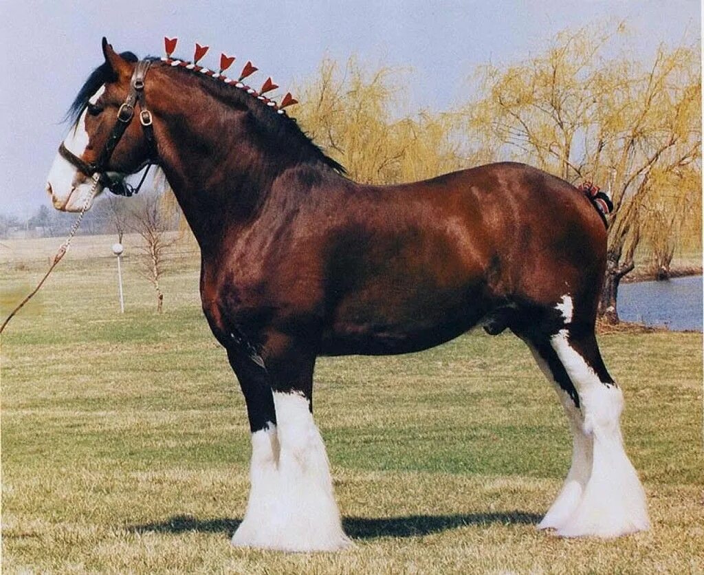 Породистые лошади фото Лошадь породы клейдесдаль, фото Clydesdale, Cavalos bonitos, Raça de cavalo