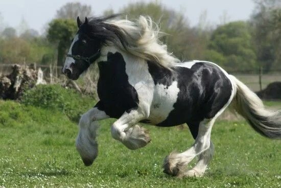 Породистые лошади фото The Piebald Irish Cob (Wild Eyed Southern Celt) Irish cob, Horses, Gypsy horse